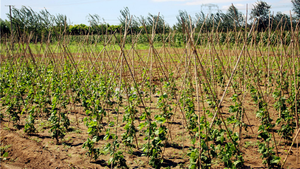 北京的那开心农场环境图片