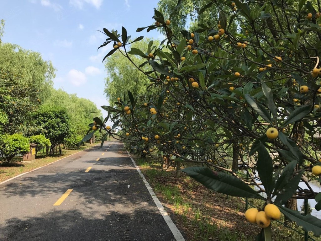 杭州琵琶湾生态园图片