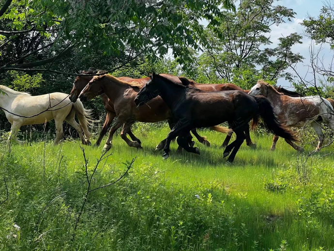 裕和夫子山居骑马